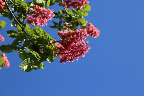 plant  flower  nature