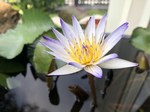 plant  flower  pond