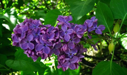 plant  nature  flower