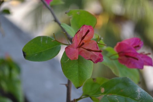 plant  flower  nature