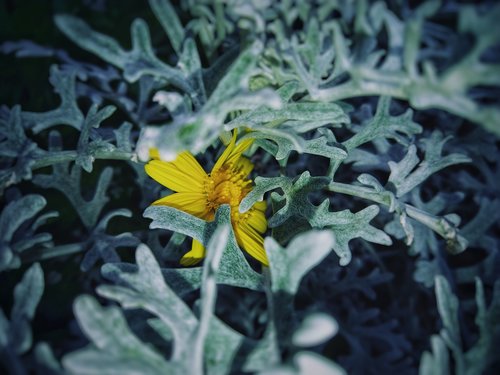 plant  nature  leaf