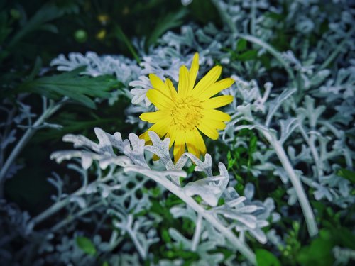 plant  nature  flower