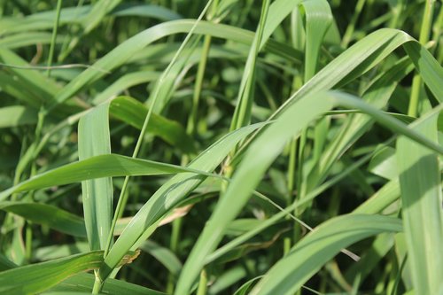 plant  leaf  nature