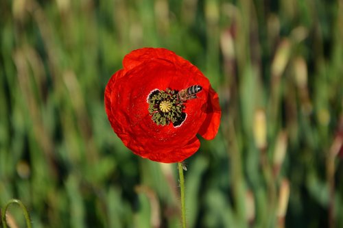 plant  poppy  bee