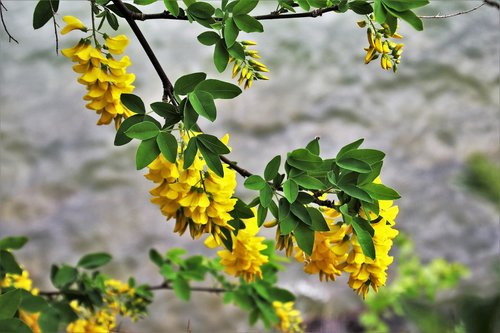 plant  wisteria  nature