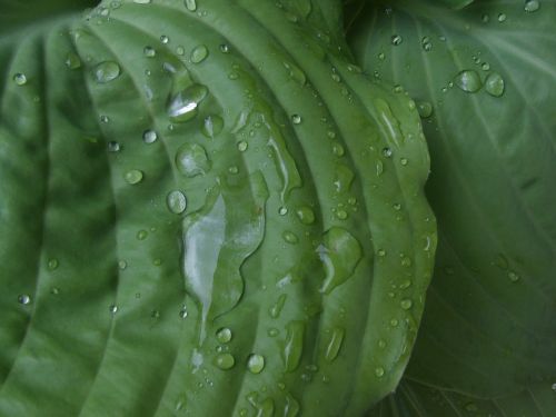 plant leaves green