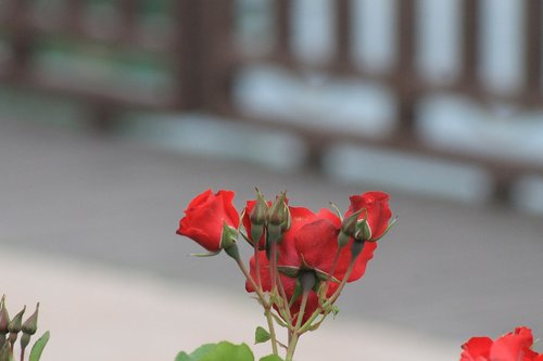 plant  flower  red rose