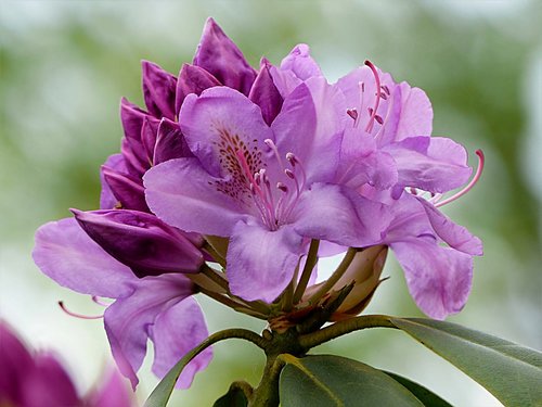 plant  bush  rhododendron