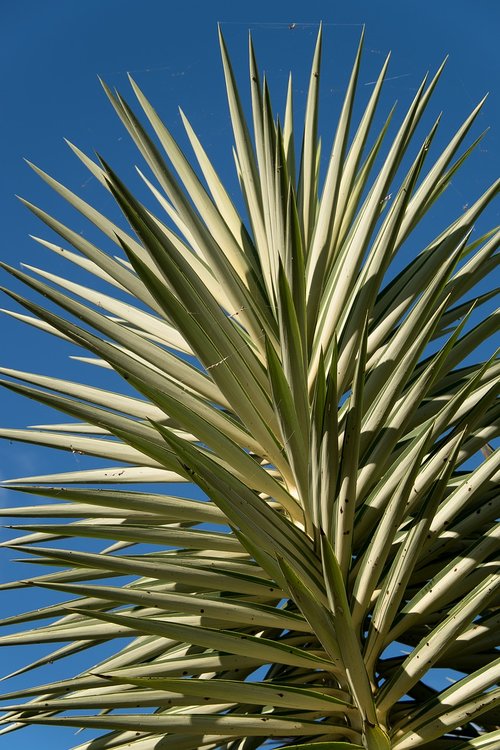 plant  yucca  foliage
