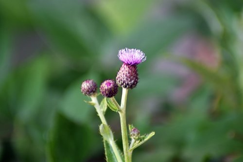 plant  garden  nature