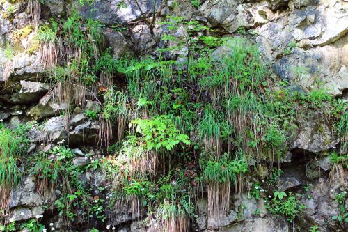 plant rock wall overgrown