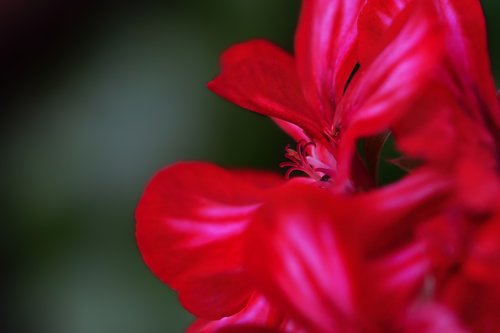 plant  flower  geranium