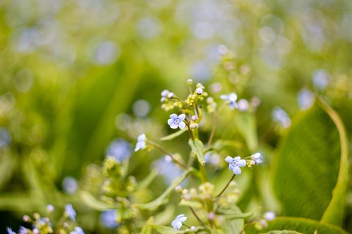 plant  beautiful flower