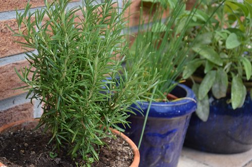 plant  herbs  rosemary