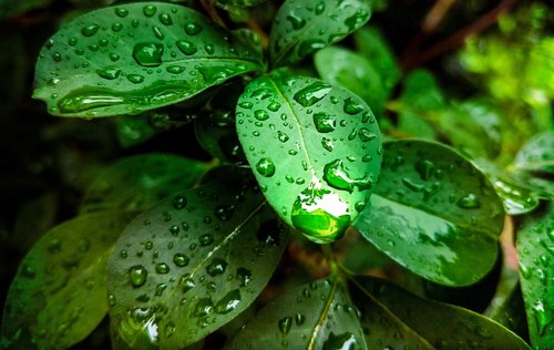 plant  green leaf  rain