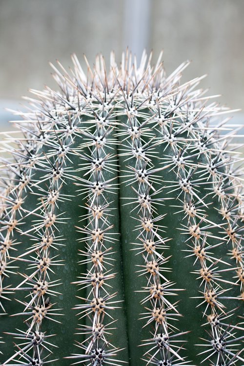 plant  spur  cactus