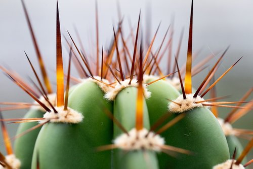 plant  spur  cactus