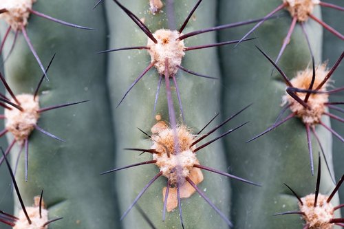 plant  spur  cactus