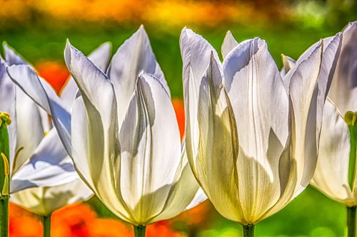 plant  nature  tulips