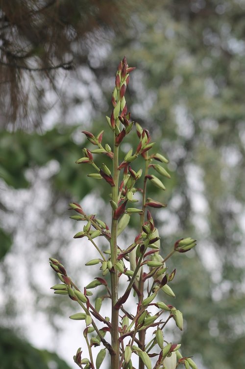 plant  nature  flower