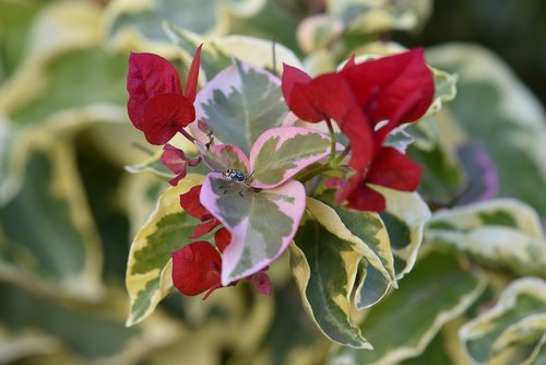 plant  variegated  bougainvillea