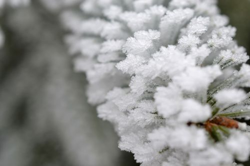 plant fog hoarfrost