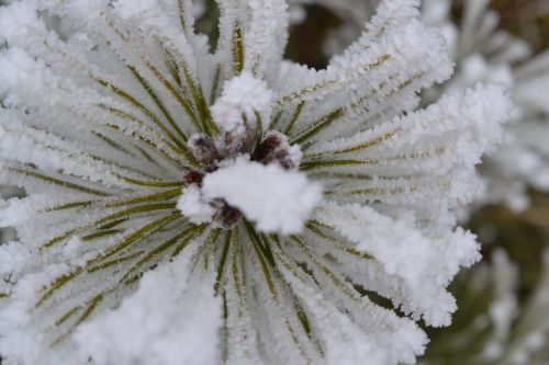 plant fog hoarfrost