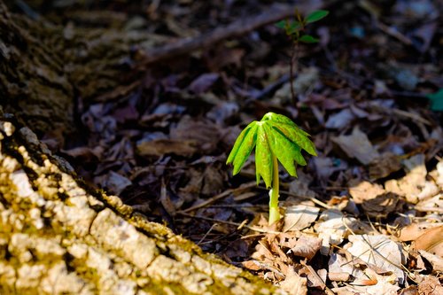 plant  flora  woods