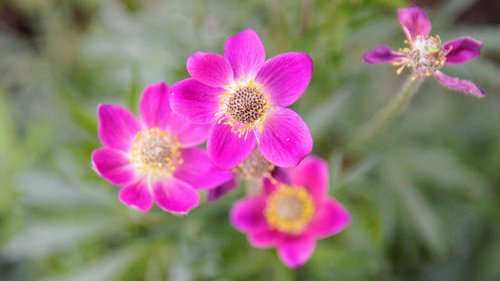 plant  pink  flower