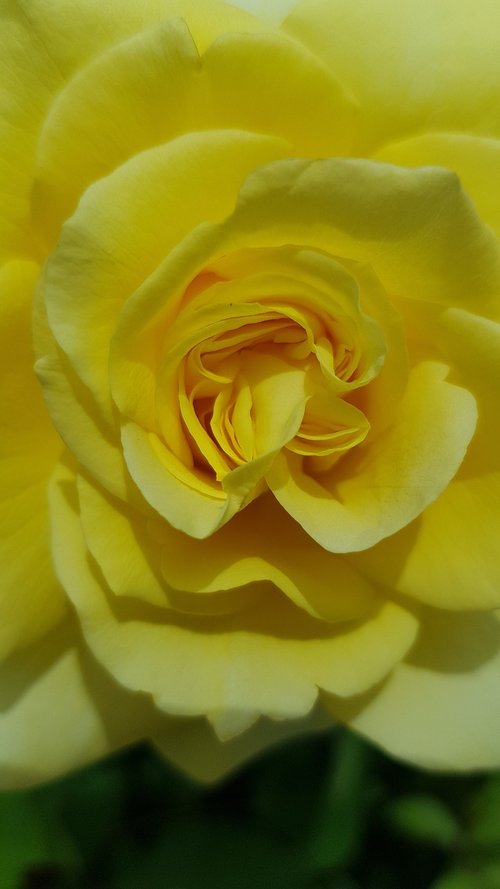 plant  flower  rose