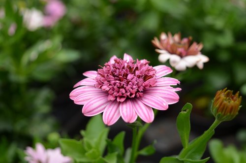 plant  flower  floral