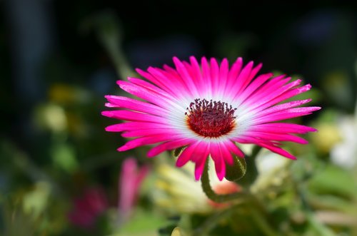 plant  flower  floral