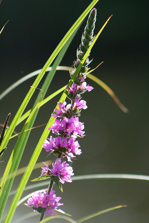 plant  aquatic plant  loosestrife