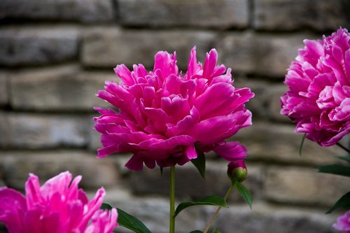 plant  flowers  garden