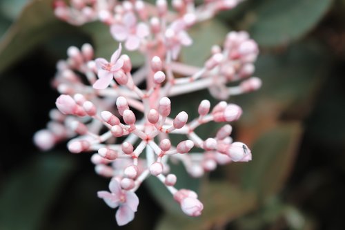 plant  botanical  flower