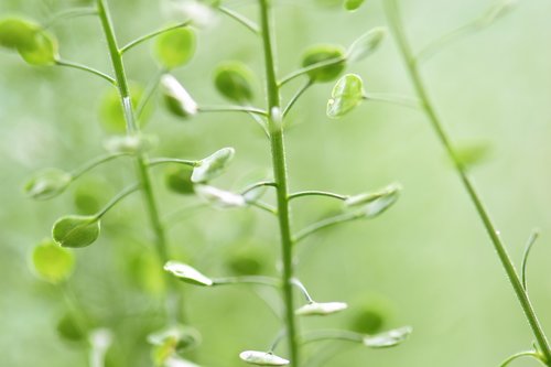 plant  leaves  green