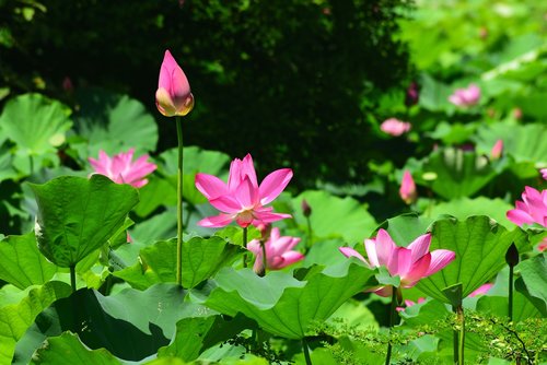 plant  lotus  flower