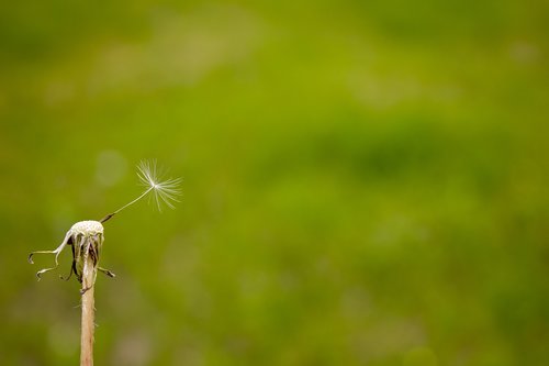 plant  green  dandelion