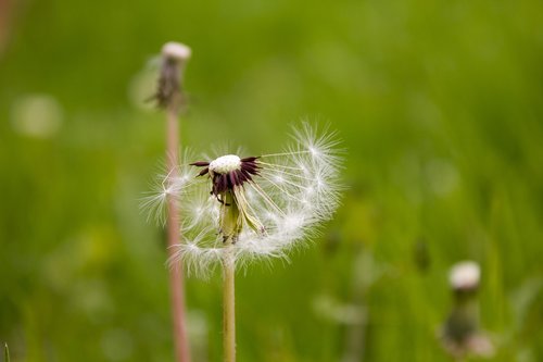 plant  green  dandelion