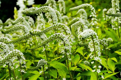 plant  green  park