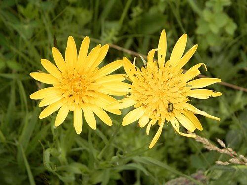 plant  yellow flower  nature