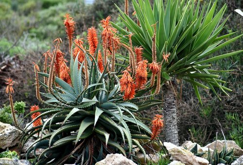 plant  aloes  hardy