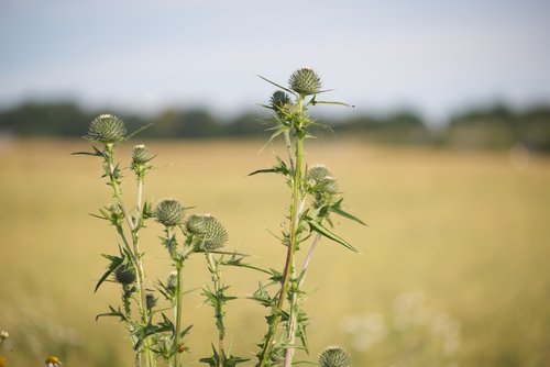 plant  field  cereals