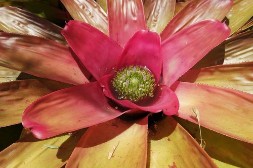 plant  flowers  leaves