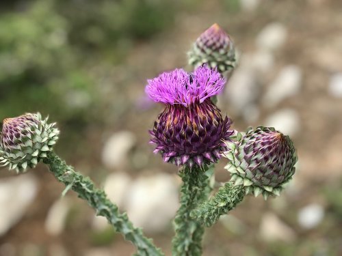 plant  purple  flower