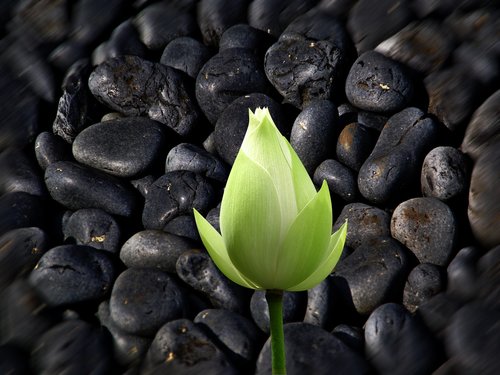 plant  flower  stones