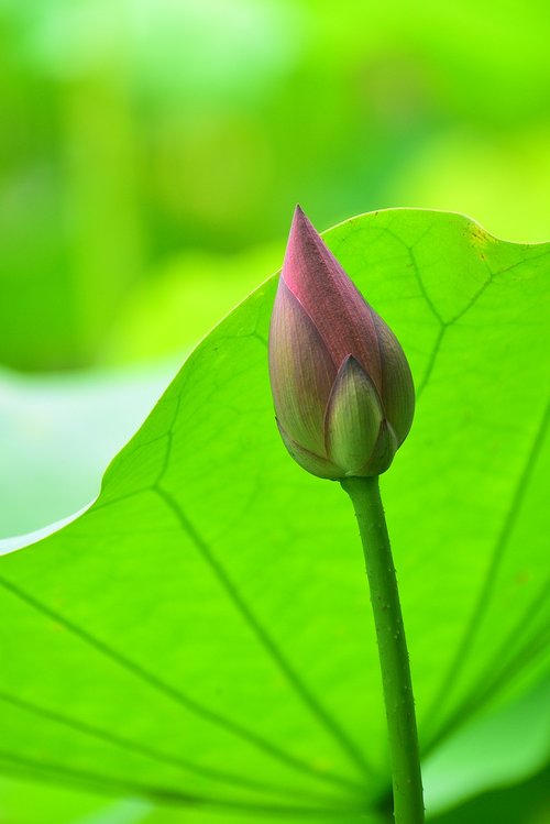 plant  flower  lotus