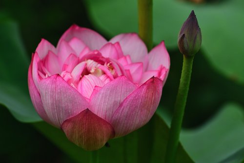 plant  flower  lotus