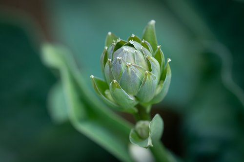 plant  bud  green