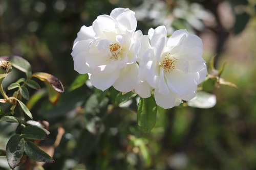 plant  flower  white